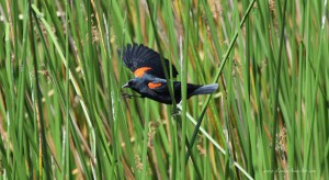 So much easier with wings!