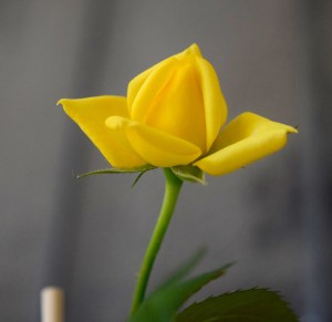 This cut flower took root in the vase and so was transplanted. After a few rough patches, a new season is in bloom. Here is the first budding flower, of many to come.