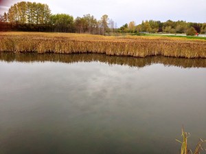 Scenic Views on The Tony Knowles Coastal Trail 