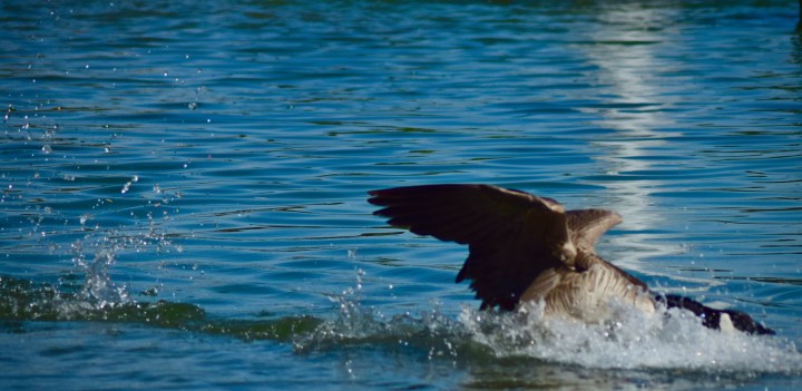 These Guys Are Really Fast: Nice . . . Drops.