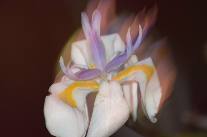 How Many Flowers Am I Holding Up? No, you haven't had a head injury. But look too long and you might get one...