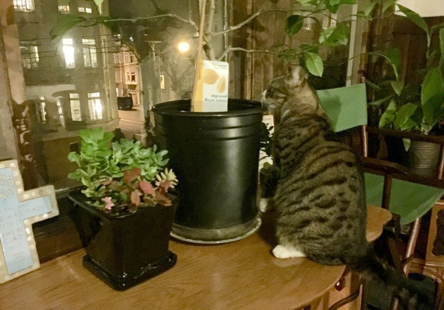 table-with-a-view_orig