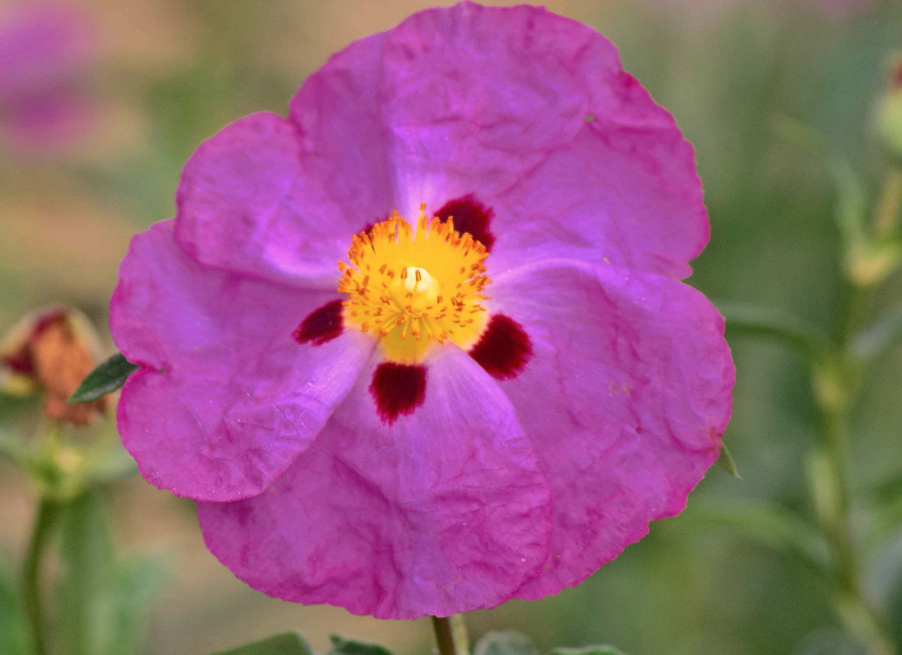 cropped-laa-com-business-card-pink-flower-revised-copy_edited-1